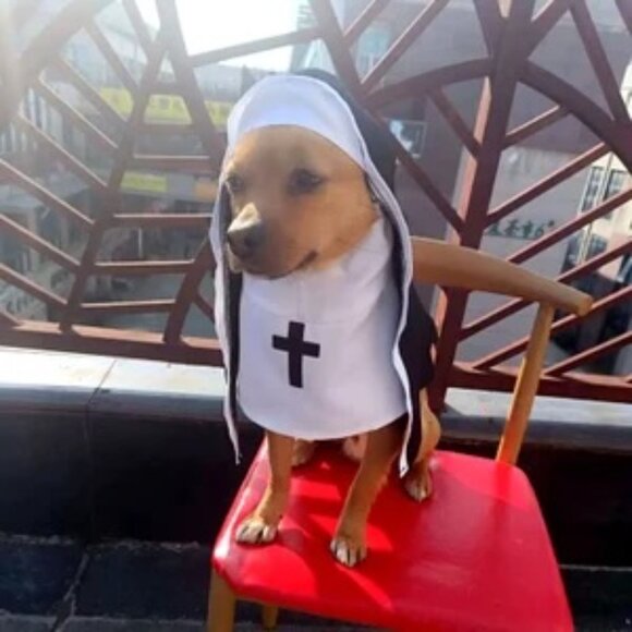 Nun Pet Costume for Holy Cats Dogs Funny Halloween Outfit - Picture 5 of 5